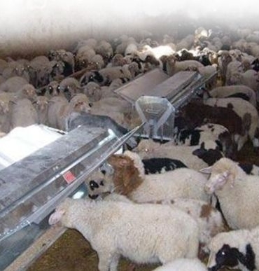 Adıyaman’da Hayvancılığa Destek