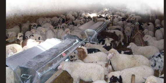 Adıyaman’da Hayvancılığa Destek