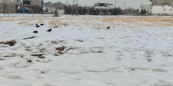 Adıyaman’da kar sonrası kargaların yiyecek arayışı kameralara yansıdı  – Videolu Haber