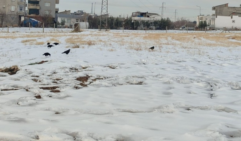 Adıyaman’da kar sonrası kargaların yiyecek arayışı kameralara yansıdı  - Videolu Haber