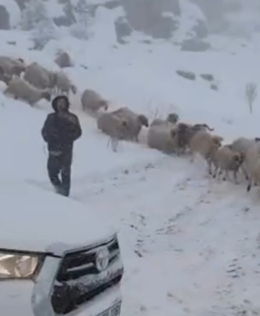 Adıyaman’da karda mahsur kalan 800 küçükbaş hayvan kurtarıldı  - Videolu Haber