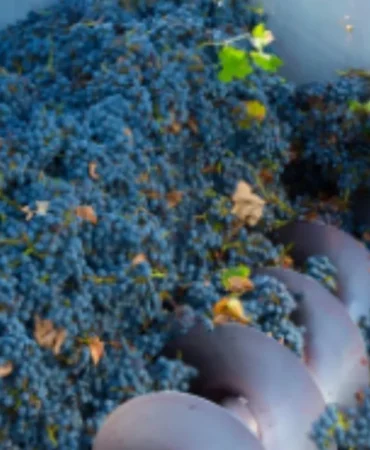 Adıyaman’da üzüm sıkma makinesi dağıtımı için başvurular başladı