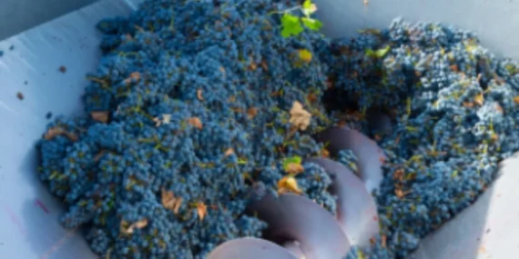 Adıyaman’da üzüm sıkma makinesi dağıtımı için başvurular başladı