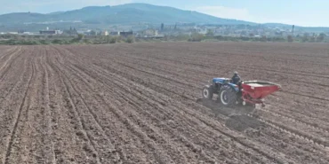 Akhisar'da buğday ve arpa ekimi yapıldı