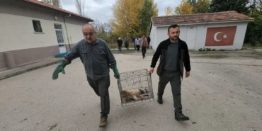 Amasya'da yaralı halde okul bahçesine sığınan tilki koruma altına alındı