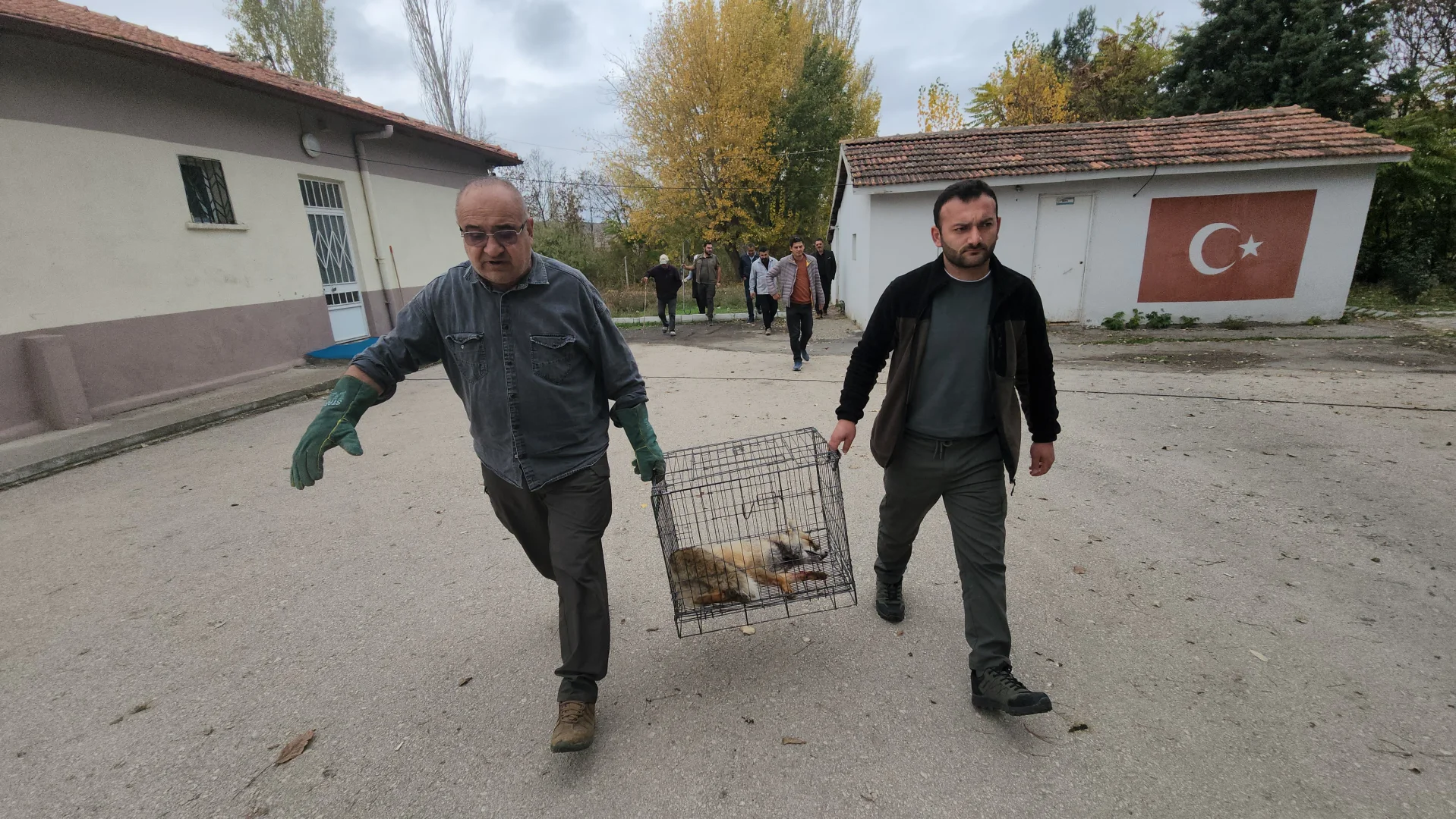 Amasya'da yaralı halde okul bahçesine sığınan tilki koruma altına alındı
