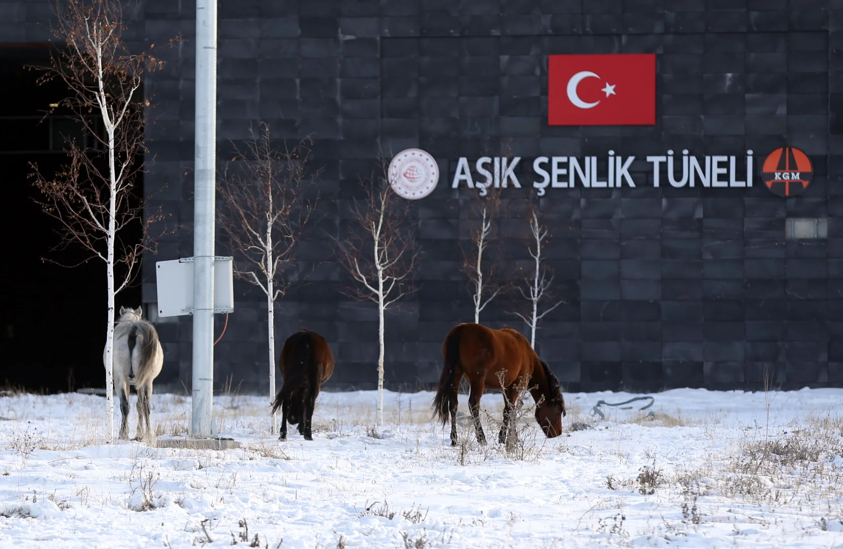 Ardahan'da Aşık Şenlik Tüneli'nde yılkı atları görüntülendi