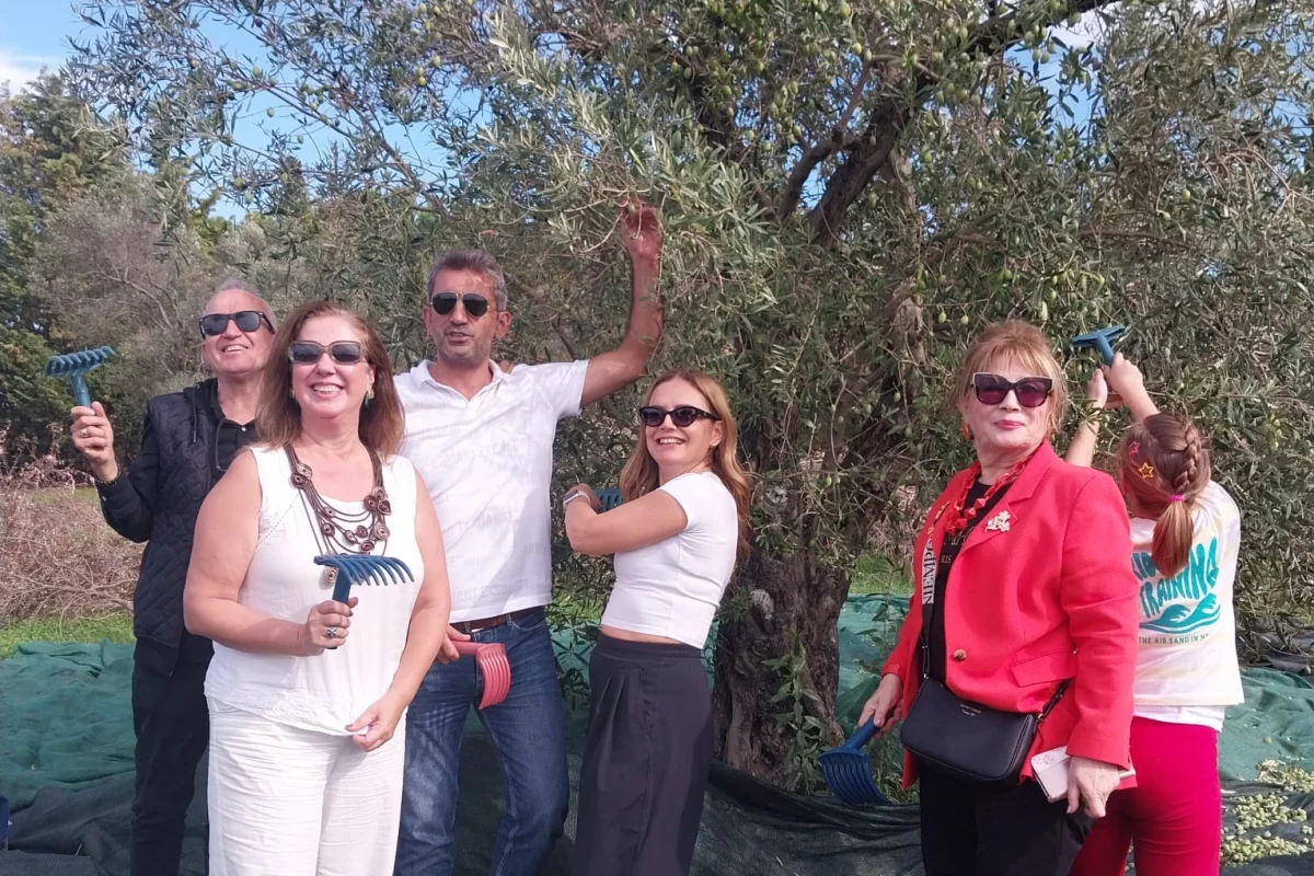 Artemis Lions Kulübü Urla’da Zeytin Hasadı Yaptı