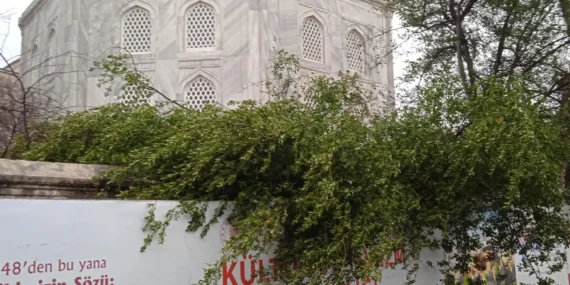 Ayasofya Camii’nde minare alem düştü! Bahçedeki ağaç kontrol altında