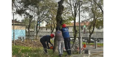 Bakırköy Belediyesi'nden Teke Böceğine Karşı Etkin Mücadele