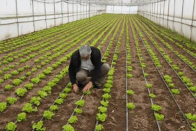 Balıkesir Büyükşehir'den üreticilere tam destek