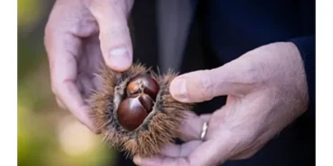 Başkan Tugay Beydağ’da kestane üreticileri ile bir araya geldi