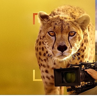 ‘Bertie Gregory Çitalarla Yüz Yüze’,   3 Ocak Cumartesi 20.00’de   National Geographic WILD Ekranlarında!