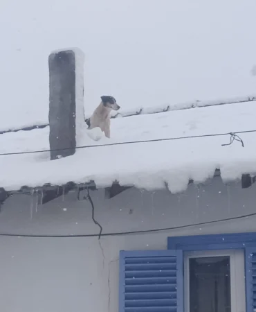 Bilecik Pazaryeri'nde kar altında kurtarma operasyonu