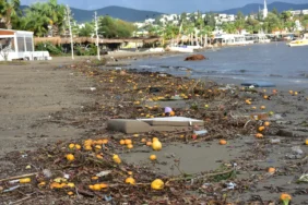 Bodrum'da yağmur suyuyla denize sürüklenen atıklar kıyıya vurdu