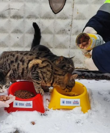 Bursa Büyükşehir patili dostların her daim yanında