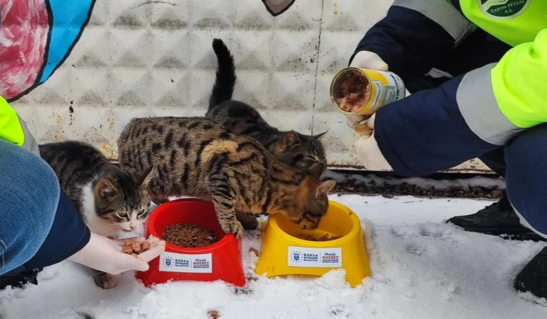Bursa Büyükşehir patili dostların her daim yanında