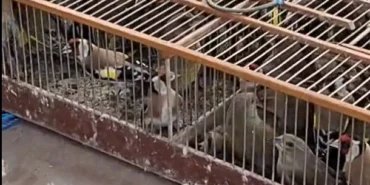 Bursa'da 79 kuş yeniden özgürlüğe kanat çırptı!