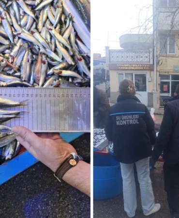 Bursa Orhaneli pazarında yasal boy altı istavritlere el konuldu