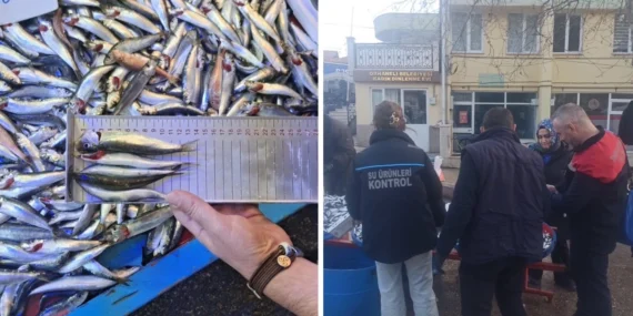 Bursa Orhaneli pazarında yasal boy altı istavritlere el konuldu