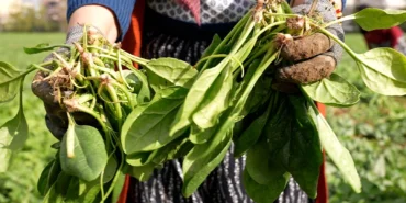 Bursa Osmangazi'de doğal tarım hamlesi! İlaçsız ıspanak hasadı yapıldı