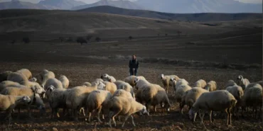 Büyükşehir'den "Koyunlar Artıyor, Meralar Şenleniyor" projesi