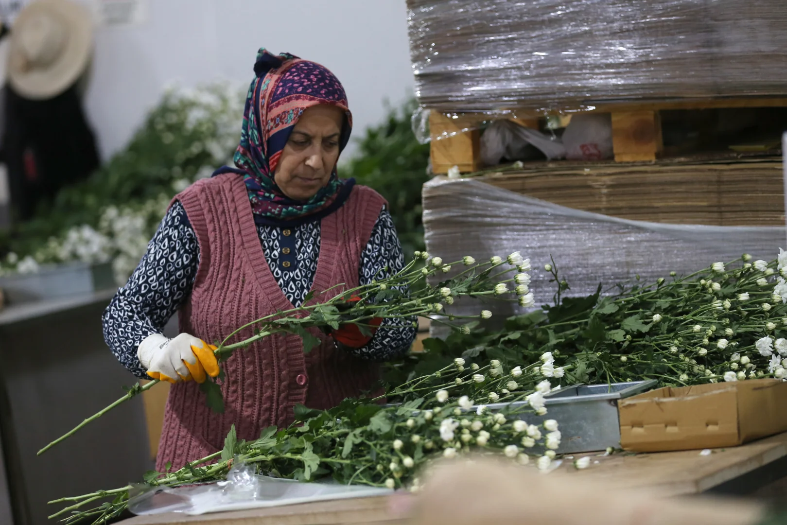 Çiçek ihracatında çeşitlilik arttı