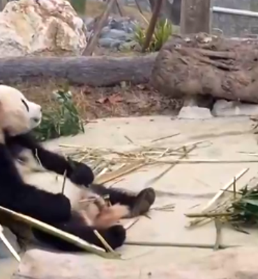 Çin'in yeni ''Dev Panda'' merkezi,  halkın ziyaretine açıldı