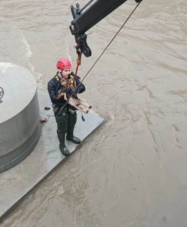 Derede köpek kurtarma operasyonu