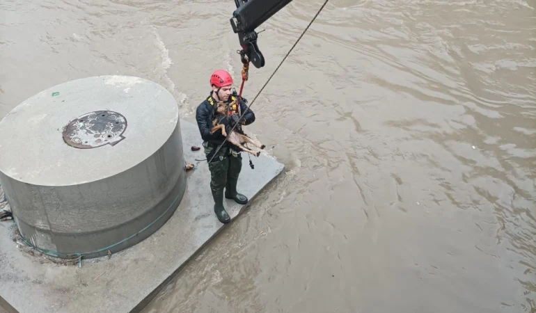 Derede köpek kurtarma operasyonu