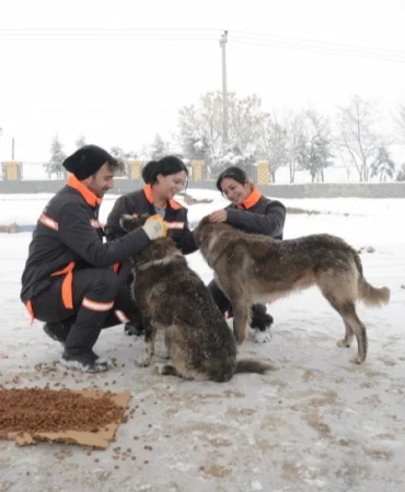 Diyarbakır'da sokak hayvanlarına 50 noktada mama desteği