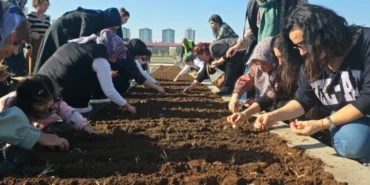 Diyarbakır Tıbbi ve Aromatik Bitkiler Atölyesi’nde safran ekimi