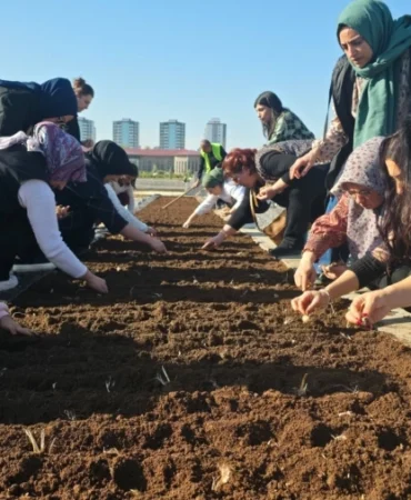 Diyarbakır Tıbbi ve Aromatik Bitkiler Atölyesi’nde safran ekimi