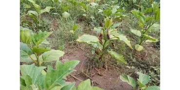 Efes Tarlası Yaşam Köyü’nde Elde Edilen Yerel Tohumlar Anadolu’nun Dört Bir Yanında Filizleniyor