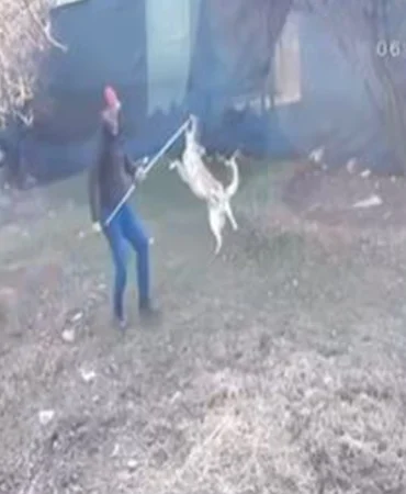 Elmalı’da köpek götürülme görüntüleri tepki çekti
