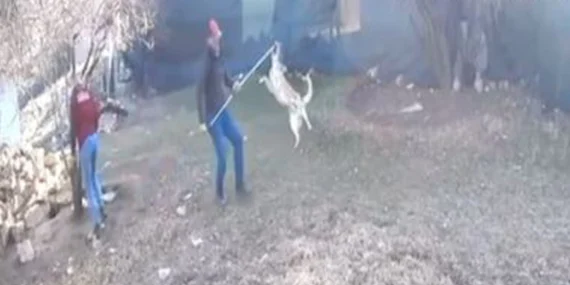 Elmalı’da köpek götürülme görüntüleri tepki çekti