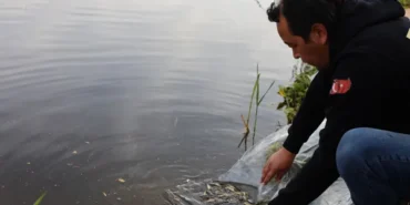 Eskişehir'de 5 bin aynalı sazan doğaya salındı