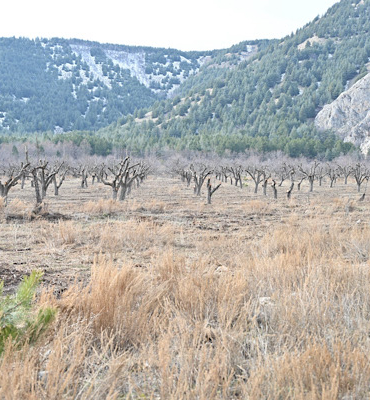 Gölcük Tabiat Parkı’ndaki elma bahçeleri yeniden üretime kazandırılıyor