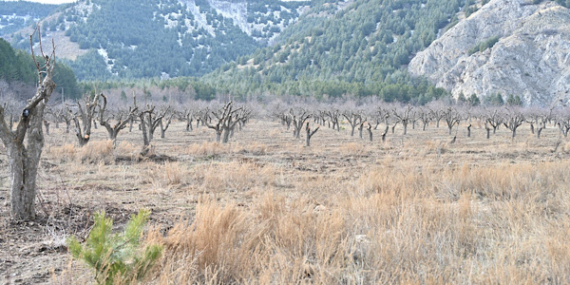 Gölcük Tabiat Parkı’ndaki elma bahçeleri yeniden üretime kazandırılıyor