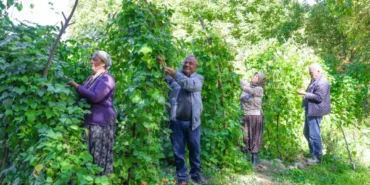 Gülnarlı üreticiler, 'Leklek Fasulyesi' hasadı yaptı