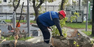 İstanbul Bakırköy'de teke böceğine karşı etkin mücadele