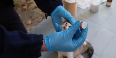 İstanbul'da hayvanlara yerinde tedavi