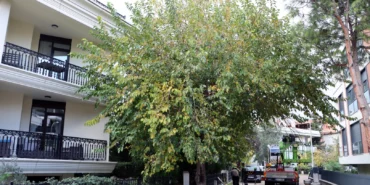 İstanbul Maltepe’de budama çalışmaları başladı