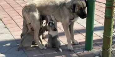 İstanbul Valiliği’nden sokak köpeklerini 'kontrolsüz besleme' yasağı