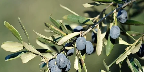 İşte Bursa’da zeytin üreticinin en büyük sorunu