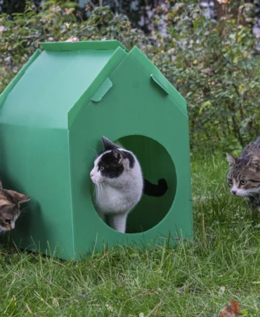 İzmir Büyükşehir’den sokak kedilerine sıcak yuva desteği