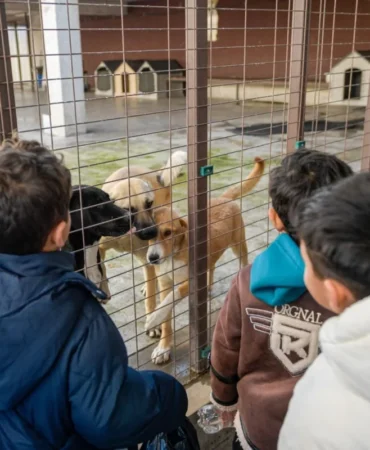 İzmir Büyükşehir Sokak Hayvanları İçin Seferber Oldu