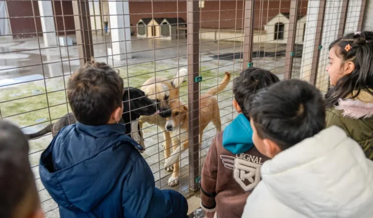 İzmir Büyükşehir Sokak Hayvanları İçin Seferber Oldu