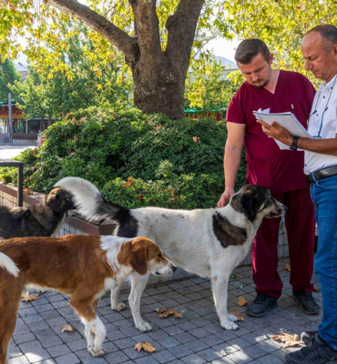 İzmir'de 86 bin sokak hayvanı tedavi edildi