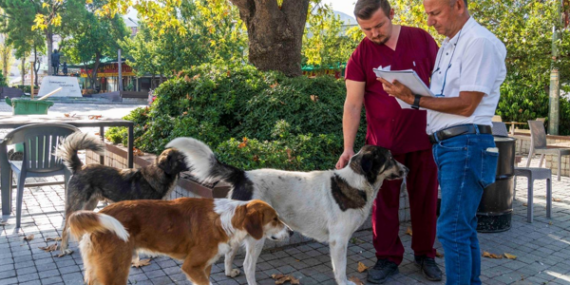 İzmir’de 86 bin sokak hayvanı tedavi edildi